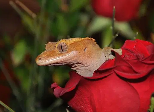 crested gecko name ideas