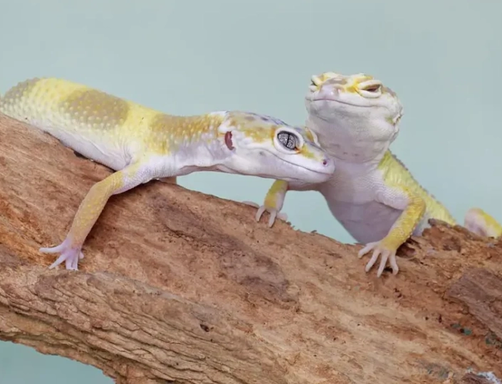 leopard gecko lifespan leopard gecko lifespan