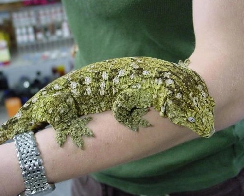 adult leachianus length