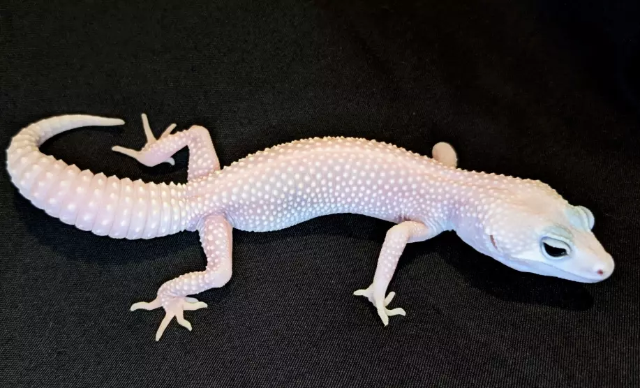 Blizzard Leopard Gecko for sale