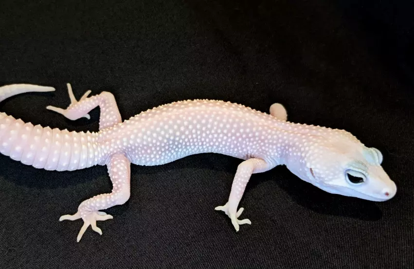 leopard gecko morph