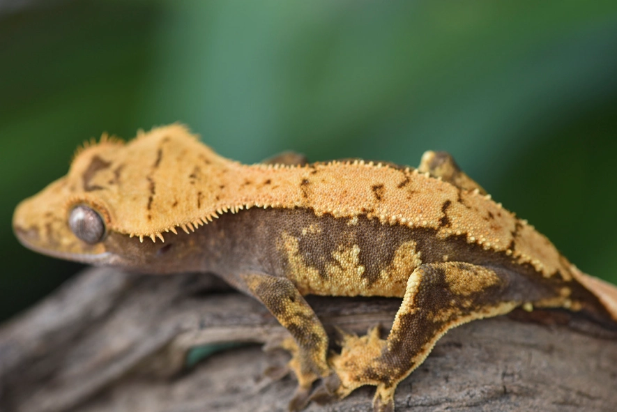 harlequin crested gecko names