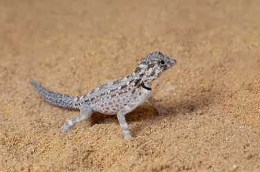 gecko growth factors