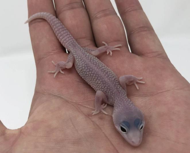 Blizzard Leopard Gecko