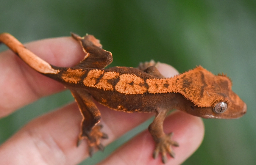 how to name a crested gecko