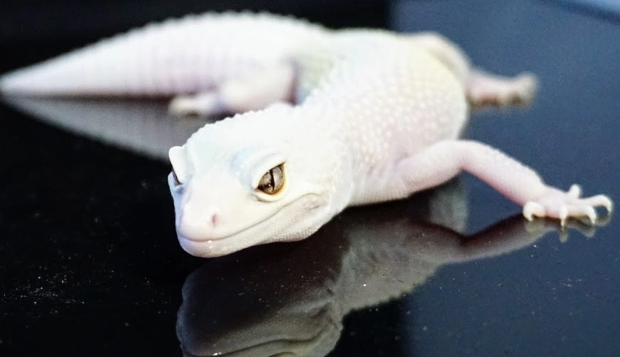 blazing blizzard leopard gecko