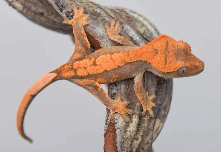 how to name a crested gecko