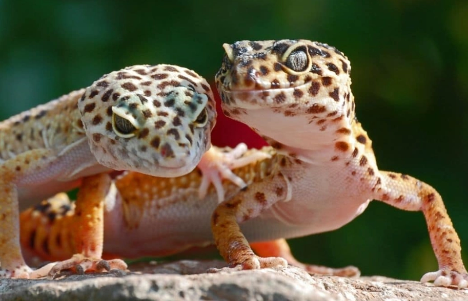 leopard gecko lifespan leopard gecko lifespan