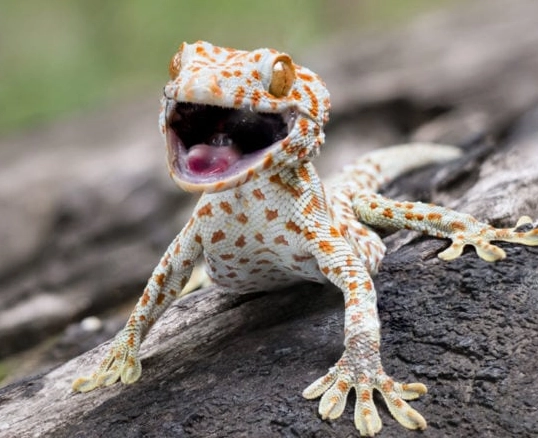 uroplatus gecko dimensions