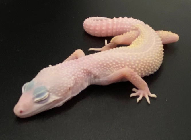 blazing blizzard leopard gecko