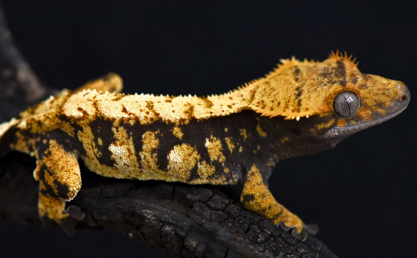 harlequin crested gecko names