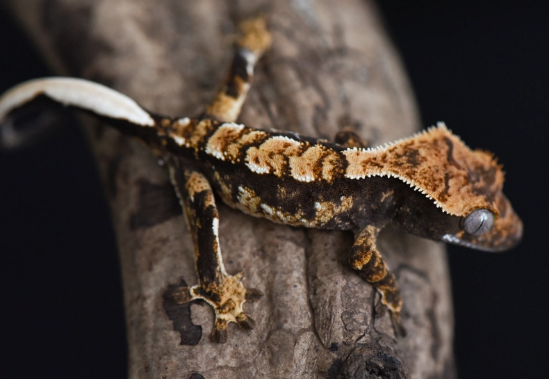 harlequin crested gecko names