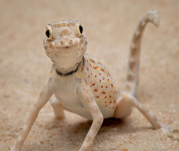 leaf-tailed gecko longevity