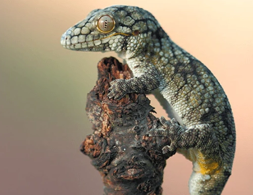 Phelsuma feeding Phelsuma feeding