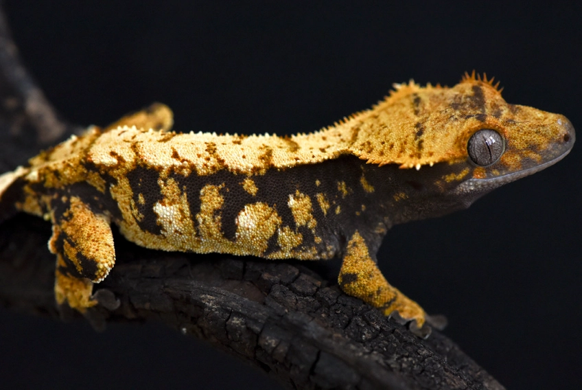 crested gecko habitat setup crested gecko habitat setup