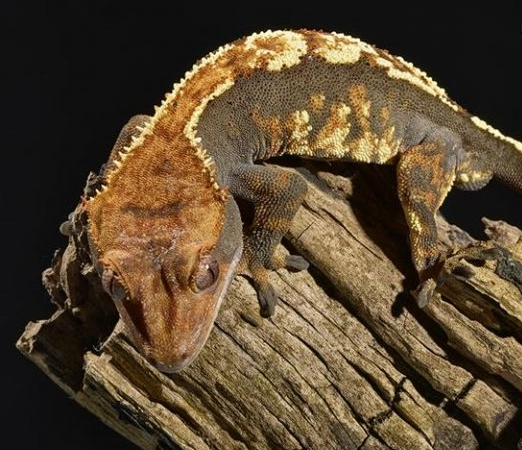 harlequin crested gecko care harlequin crested gecko care