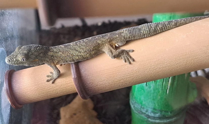 chameleon gecko care chameleon gecko care