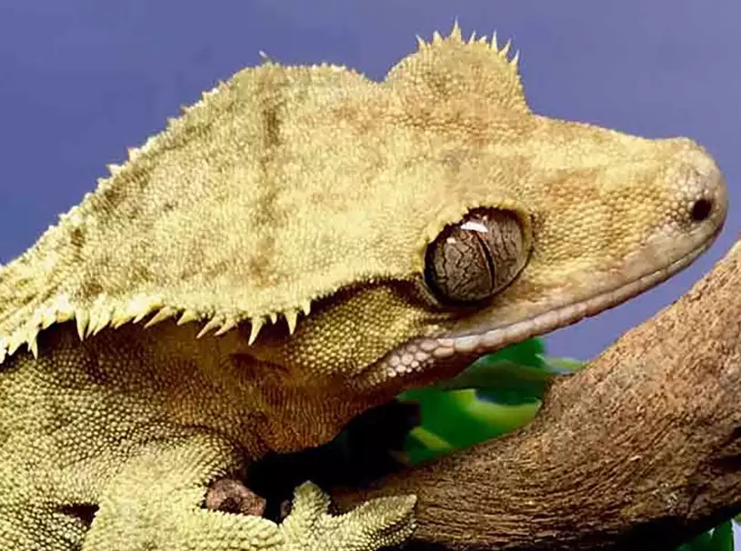 chameleon gecko care chameleon gecko care