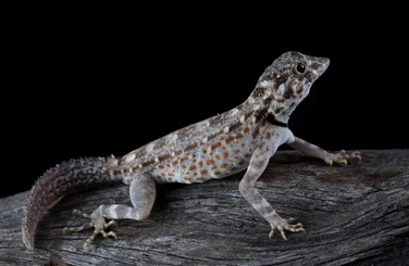 Uroplatus sikorae care