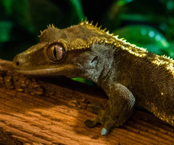 crested gecko tank setup