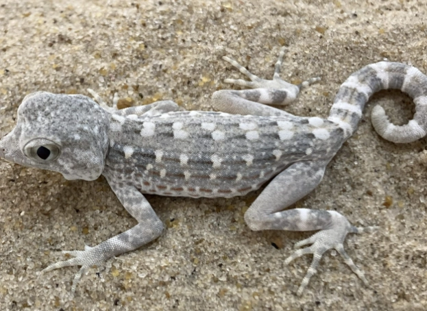 Uroplatus sikorae care