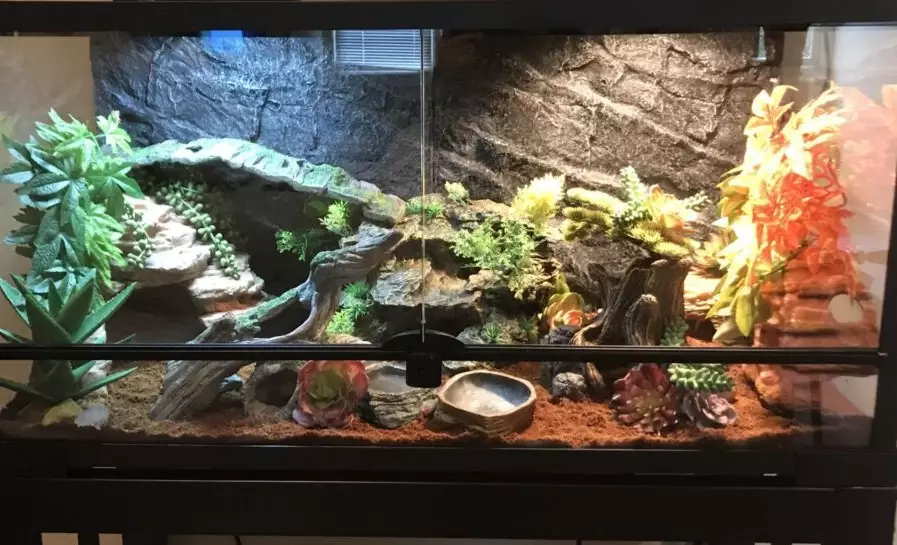 gecko enclosure dimensions gecko enclosure dimensions