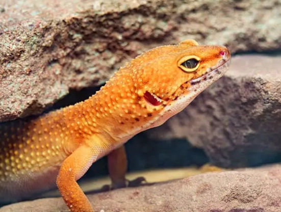 leopard gecko habitat leopard gecko habitat
