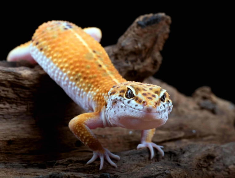 leopard gecko care leopard gecko care