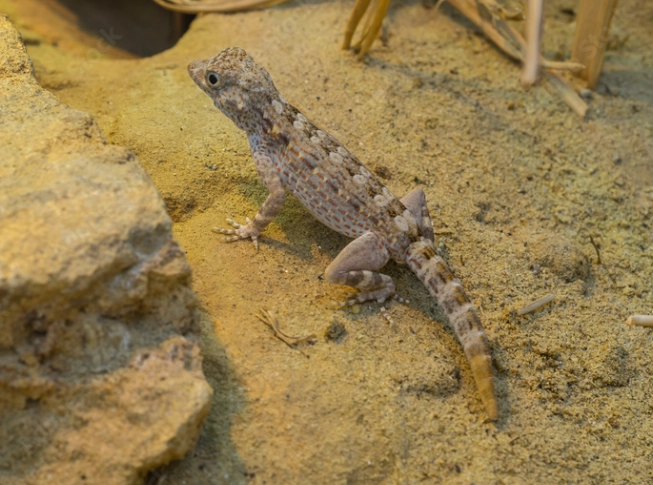 leaf-tailed gecko longevity