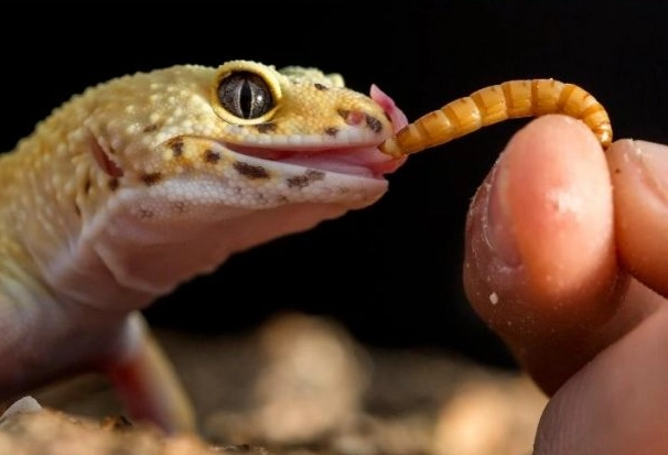 chameleon gecko care