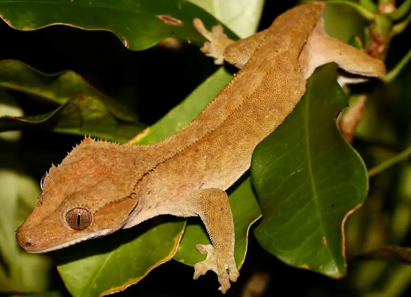 crested gecko tank setup