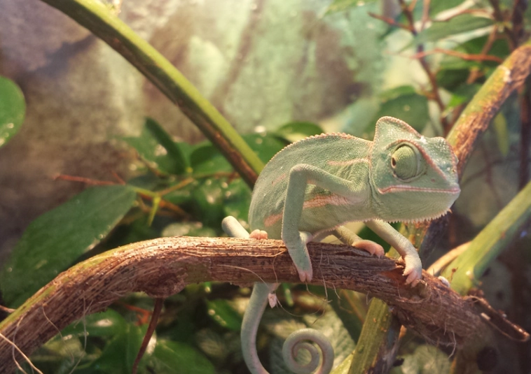 chameleon gecko tank size chameleon gecko tank size