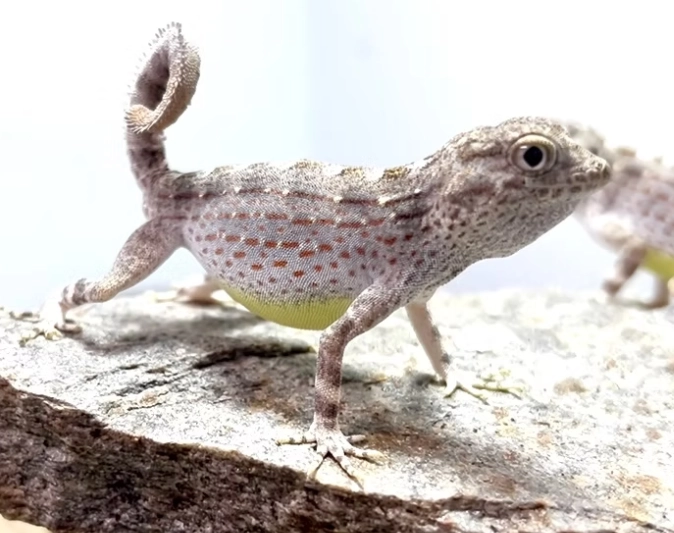 Uroplatus sikorae care