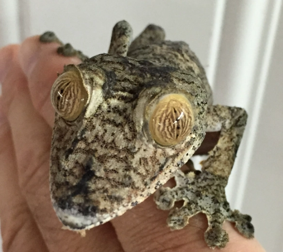 day gecko habitat setup day gecko habitat setup