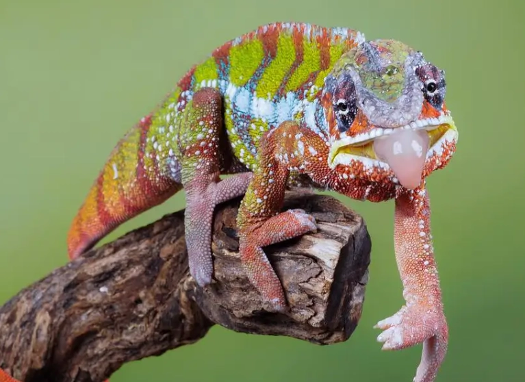 chameleon gecko care chameleon gecko care