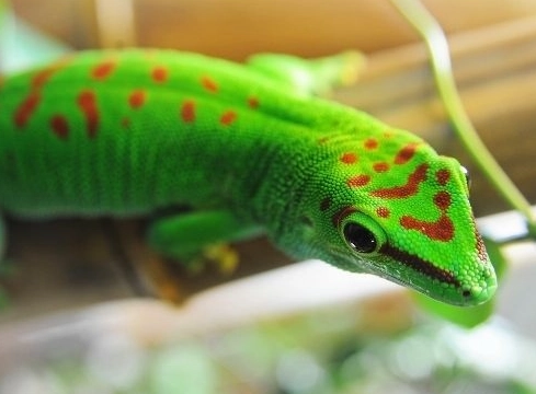 chameleon gecko setup