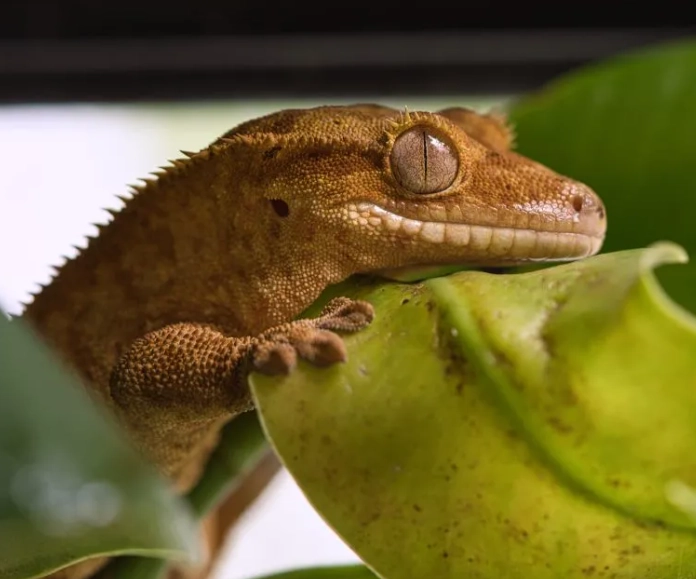 harlequin crested gecko care harlequin crested gecko care
