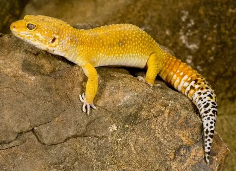 leopard gecko care leopard gecko care