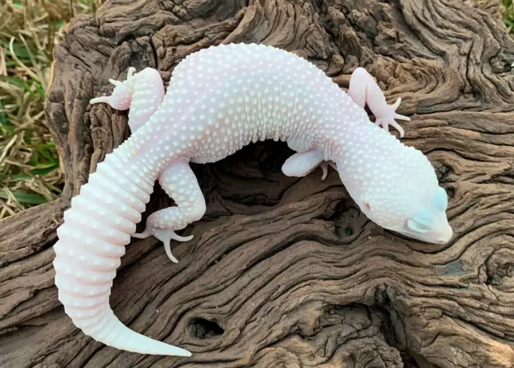 Blazing Blizzard leopard gecko for sale