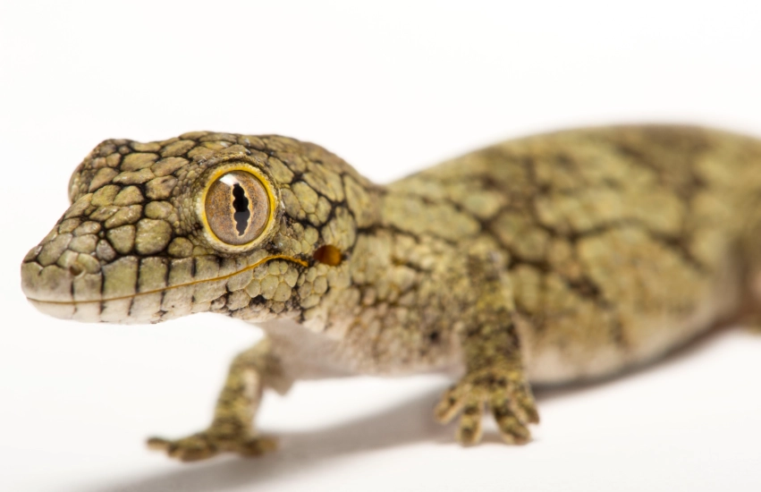 Phelsuma feeding Phelsuma feeding
