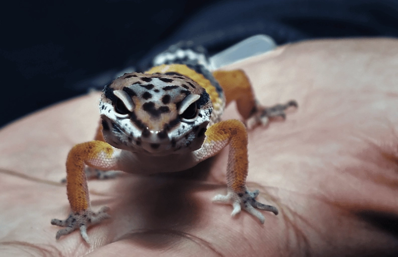 chameleon gecko care