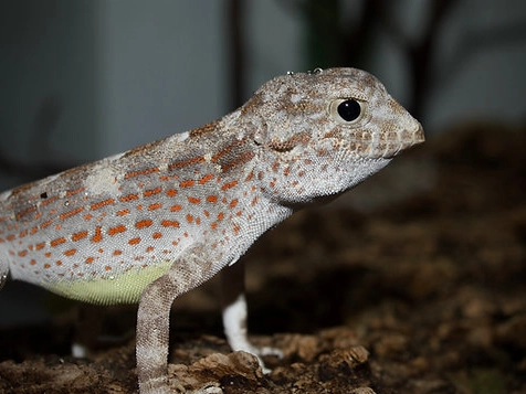 leaf-tailed gecko longevity