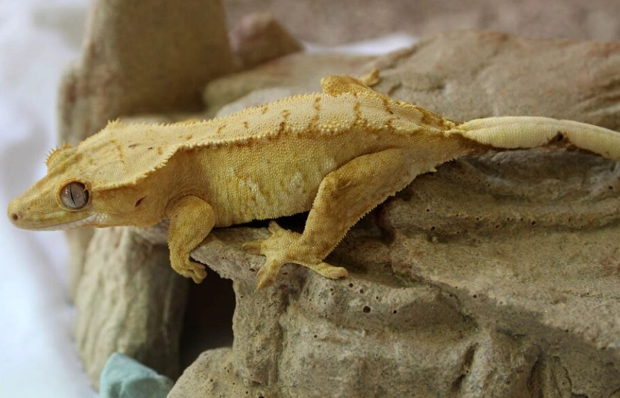 crested gecko feeding crested gecko feeding