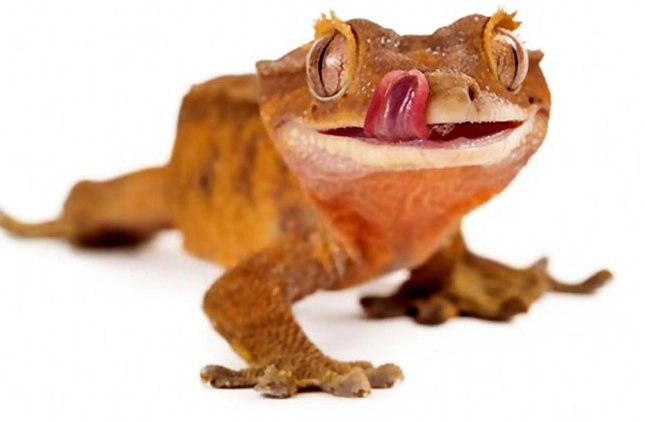 day gecko habitat setup day gecko habitat setup