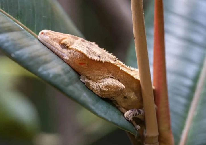 crested gecko humidity