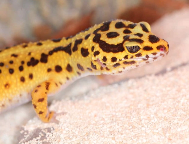 leopard gecko facts leopard gecko facts