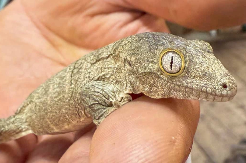 Tokay Gecko behavior