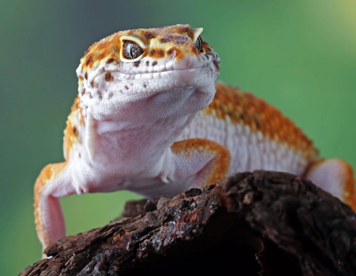 most aggressive gecko