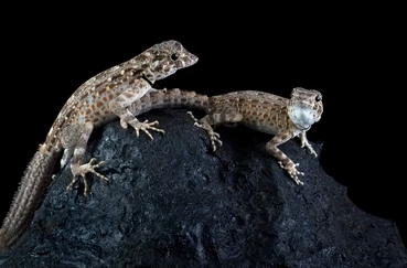 scorpion tailed gecko tank mates