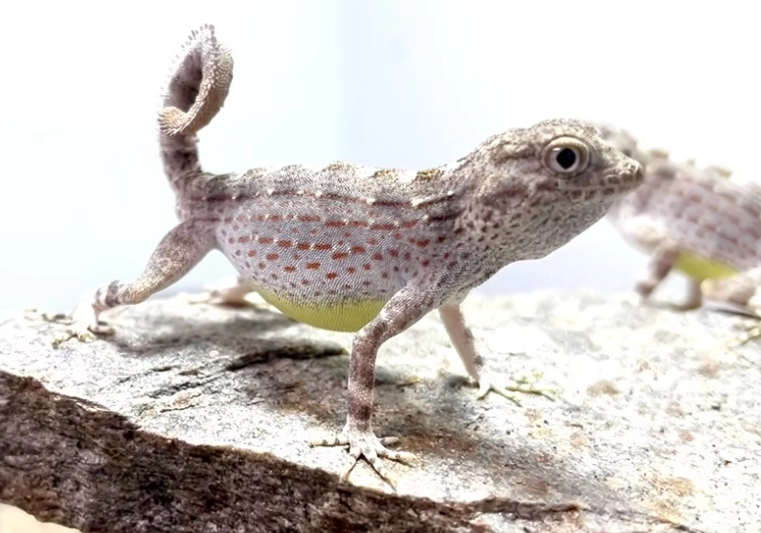 scorpion tailed gecko tank mates